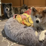 秋田犬 冬の一日の過ごし方①（起床編）