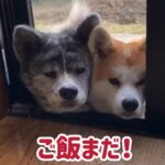 秋田犬 冬の一日の過ごし方②（朝のお庭タイム編）