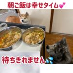 秋田犬 冬の一日の過ごし方③（朝ご飯タイム編）