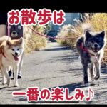 秋田犬 冬の一日の過ごし方④（お散歩タイム編）