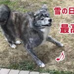 秋田犬 冬の一日の過ごし方⑤（散歩後のお庭タイム編）