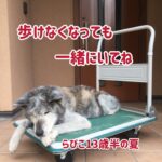 もふもふの動くぬいぐるみ秋田犬！「飼うための7つの覚悟チェック」⑤（最終回）