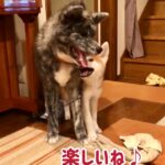 子犬を家族に迎え入れる前に準備しておきたい３つのこと