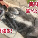 秋田犬 冬の一日の過ごし方⑦（歯磨き編）