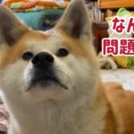 ぱたこむ劇場②「返事も伏せもぱたこに任せようとする秋田犬こむぎ」