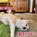 秋田犬 春の一日の過ごし方①（起床編）