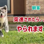 秋田犬の子犬を家族に迎え入れたら、すぐに始めるべき５つのしつけ④（最終回）プロレス