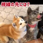 秋田犬の子犬を家族に迎え入れたら、すぐに始めるべき５つのしつけ③