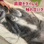 【秋田犬の飼い方】毎日行って欲しい３つのお手入れと、簡単にできるその方法 ③歯磨き