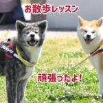 【しつけ】威嚇する秋田犬のお散歩トレーニング