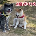 ぱたこむ劇場⑤ 飛ぶ犬、走る犬、くつろぎ過ぎる犬