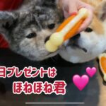 秋田犬 春の一日の過ごし方④（誕生日編）