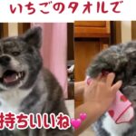 【秋田犬の飼い方】毎日行って欲しい３つのお手入れと、簡単にできるその方法 ②散歩後の拭き取り