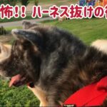 もしも自分の犬が姿を消したらどうしますか？ こむぎの脱走