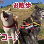 秋田犬 春の一日の過ごし方②（お散歩編）