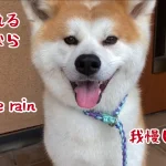 秋田犬 春の一日の過ごし方③（雨の日編）