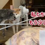 ぱたこむ劇場⑩ 朝6時、できる事ならまだ家の中で眠っていたい秋田犬こむぎ