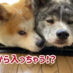 ぱたこむ劇場(13)飼い主の言いつけに素直に従う可愛い秋田犬こむぎ