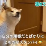 ぱたこむ劇場(14)膿皮症ケアをして貰う姉の横で悪戦苦闘する秋田犬こむぎ