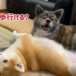 秋田犬 夏の一日の過ごし方①（起床編）