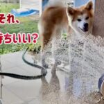 秋田犬 夏の一日の過ごし方②（早朝のお外タイム編）