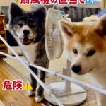 ぱたこむ劇場(15)扇風機まで０距離💦怖いもの知らずな秋田犬ぱたこ