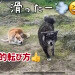 ぱたこむ劇場(16) 姉が遊んでいた穴を横取りし、バチが当たって転ぶ秋田犬こむぎ