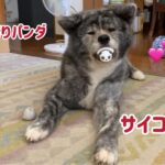 ぱたこむ劇場(17) 新しい宝物おしゃぶりパンダを手に入れた可愛い秋田犬ぱたこ