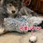 ぱたこむ劇場(18) 寝床を快適に整えてから我が子を連れて来る可愛い秋田犬ぱたこ