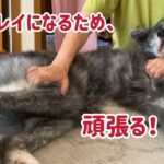 秋田犬が健康に楽しく長生きするためのお手入れ方法（足裏のムダ毛カット編）