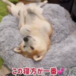 ぱたこむ劇場(23) もう少しで人間になりそうな秋田犬こむぎ