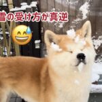 秋田犬ぱたこむ劇場(25)雪の受け方が真逆な秋田犬姉妹