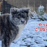 雪降る日