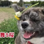 冬に舞う桜