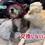 秋田犬ぱたこむ劇場(27)新春帽子コレクションショーのモデルを仕方なく務める秋田犬姉妹