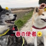 秋田犬ぱたこむ劇場(30)春の草花を見せられると嫌な予感しかしなくて顔を背ける秋田犬姉妹