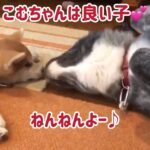 秋田犬ぱたこむ劇場(28)しつけ方法はスパルタだけど、実はこむぎにデレデレだった秋田犬ぱたこ