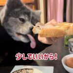 秋田犬ぱたこむ劇場(31)遅く起きた朝はペロペロ部隊に挟まれてゆっくり食事ができない秋田犬のいる生活