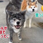 秋田犬ぱたこむ劇場(32)濡れていようが、どうしてもタイルの中心でまったりしたい秋田犬ぱたこ