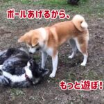 秋田犬ぱたこむ劇場(33)行き倒れぱたこの助け方