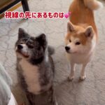 秋田犬ぱたこむ劇場(34)納豆愛が強過ぎて前のめりになる秋田犬ぱたこ