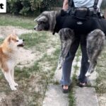 Giipetのペットキャリーバッグで初のおんぶ体験をする秋田犬ぱたこ